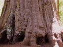 Maciej at the base of one of Calaveras trees.  Definitely the largest trees weve ever seen.